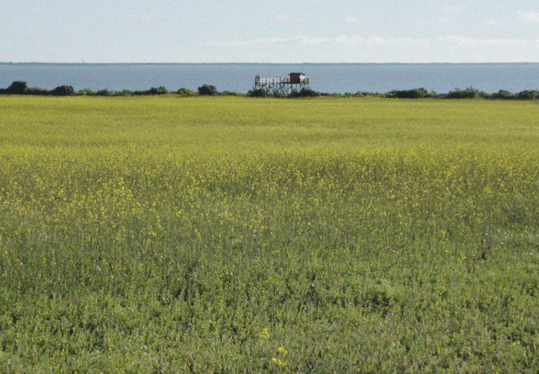 Il y a... Une pensée de l'incertitude de C. Barani