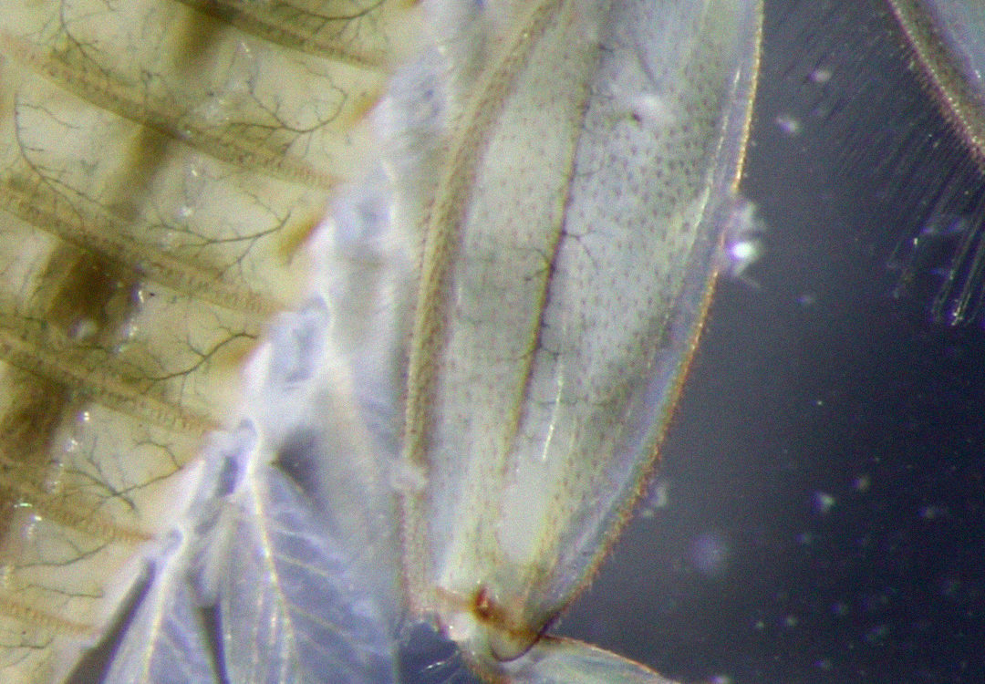 méandres ou la rivière inventée