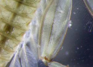 méandres ou la rivière inventée